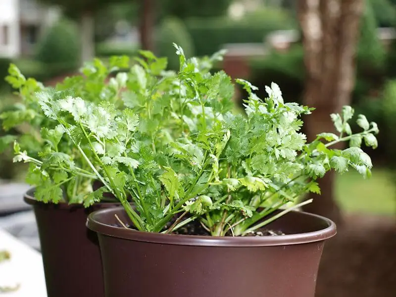 How to Grow Cilantro Indoors – a DIY Gardening Guide