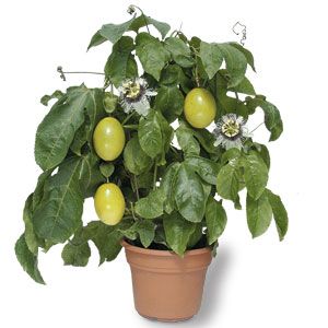 How to Grow Passion Fruit