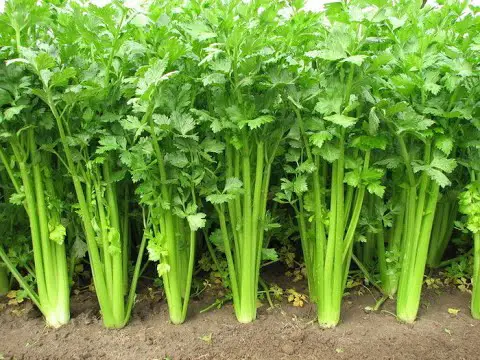 How to Grow Celery From Seed