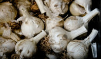 How to Plant and Grow Garlic