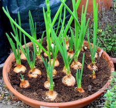 Planting Garlic in Fall