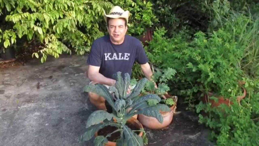 growing kale from seed in containers growing kale from seed in containers