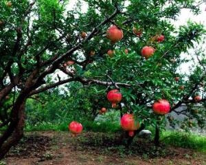 How to Grow Pomegranate From Seed