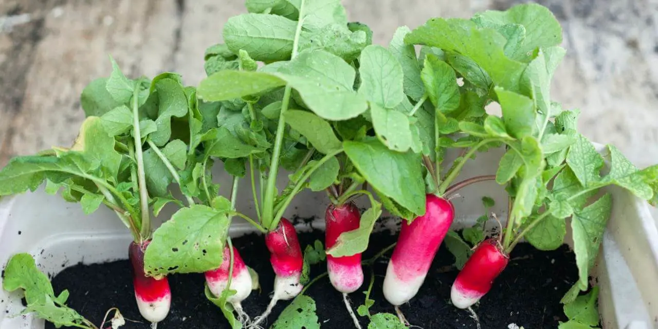 20 Best Vegetables to Grow in Pots