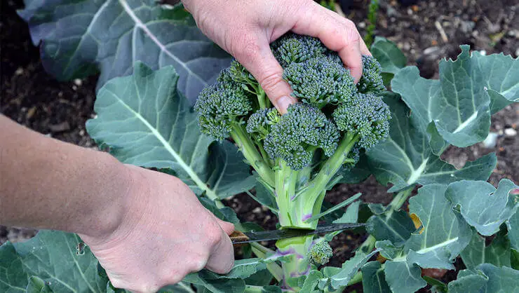 How to Grow Broccoli From Seeds