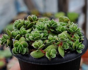 How to Grow Succulents