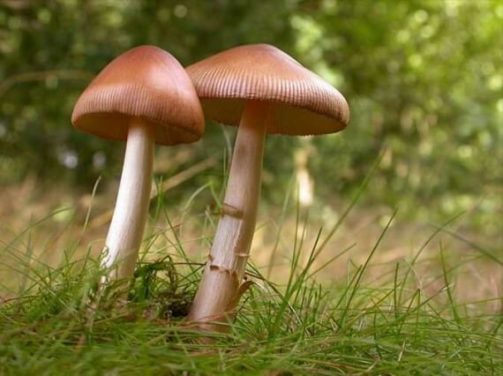 Growing Your Own Mushrooms: A Beginner’s Guide