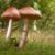 Growing Your Own Mushrooms: A Beginner’s Guide