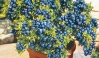 10 Best Fruits to Grow in Containers or Pots