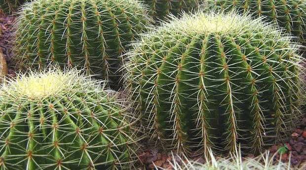 How Long Does it Take for a Cactus to Grow?