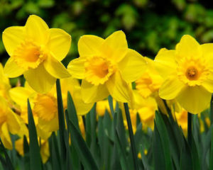 How to Plant, Care For, and Grow Daffodils