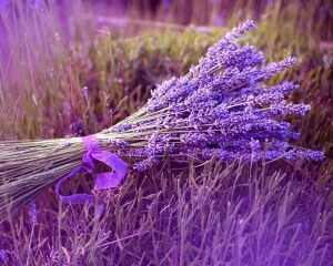 How to Grow Lavender From Seed