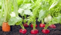 3 Vegetable Gardening Tips You Need to Know
