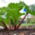 A Comprehensive Guide on Growing Rhubarb from Seeds