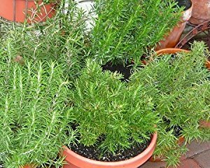 How to Grow Rosemary Indoors: Growing Rosemary Indoors