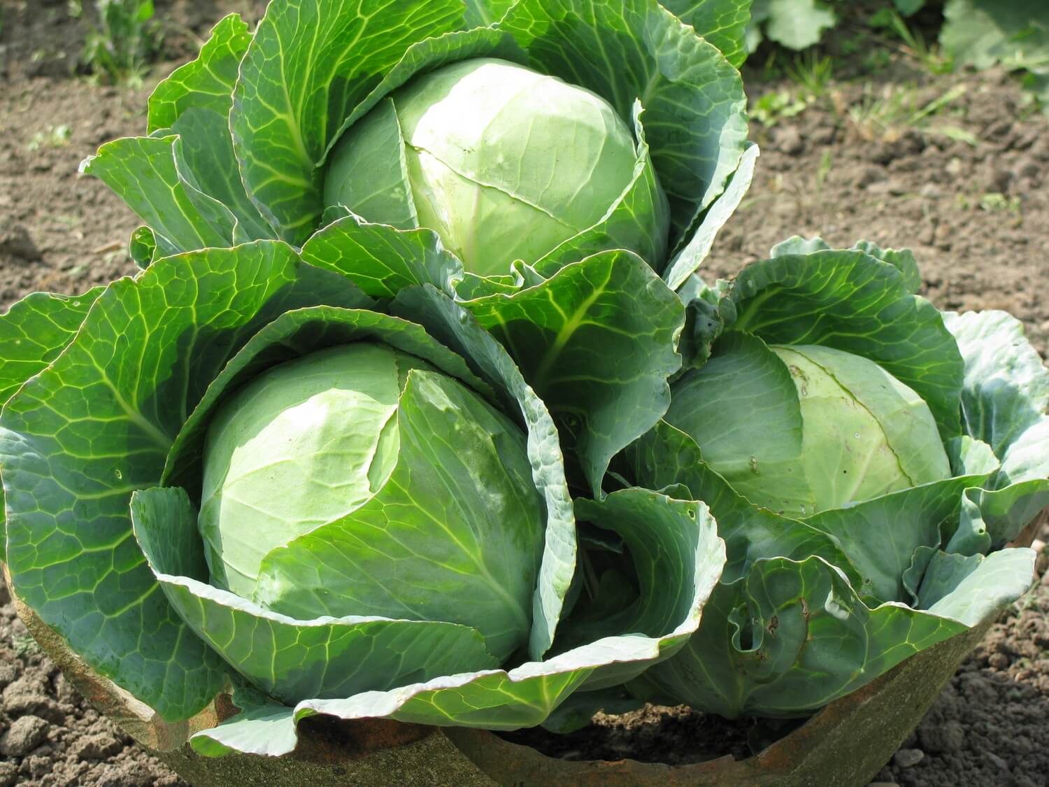 How to Grow Cabbage Plant From Seeds Plant Instructions