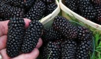 How to Grow Blackberries in Pots