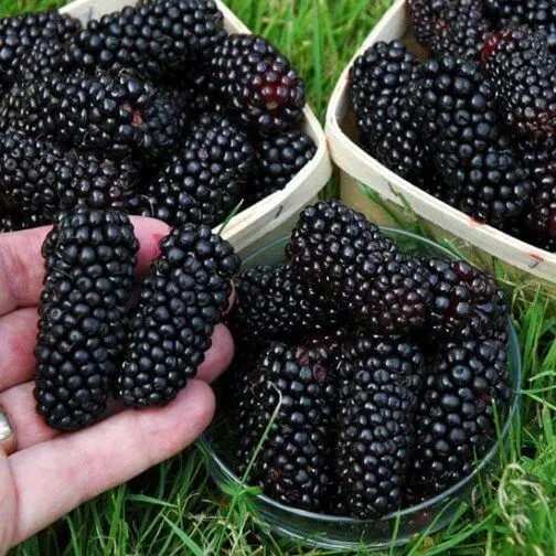 How to Grow Blackberries in Pots