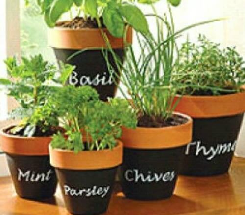 5 Tips for Growing Herbs in Containers