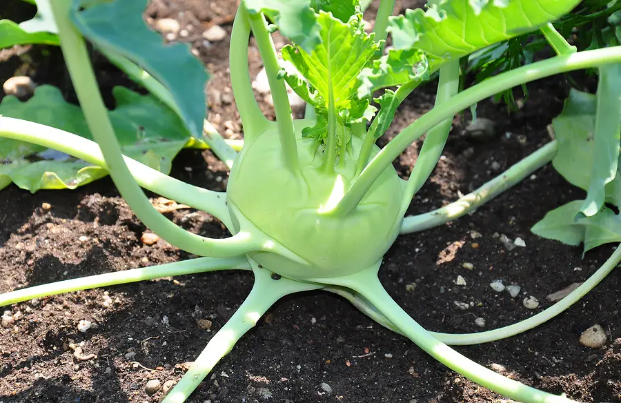 How to Grow Kohlrabi in Your Garden