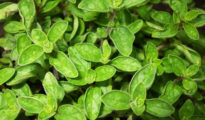 How to Grow Oregano From Seeds