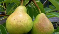 How to Grow a Pear Tree From Seeds