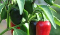The Fascinating World of Exotic Peppers: Growing Habanero and Jalapeno Varieties