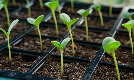 10 Seed Starting Tips You Need to Know