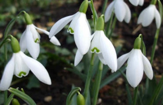How to Grow Snowdrops