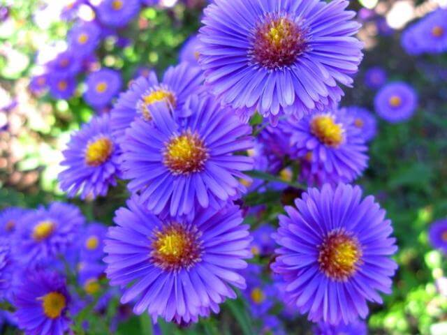 How to Grow Aster Flowers