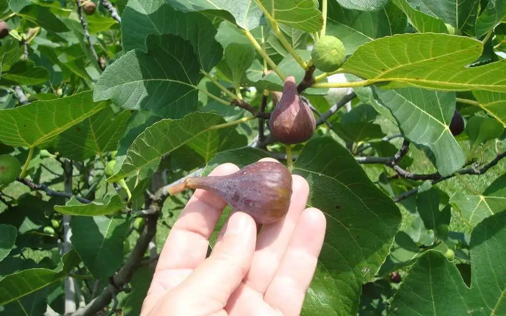 How to Grow Figs in Your Garden or in a Pot