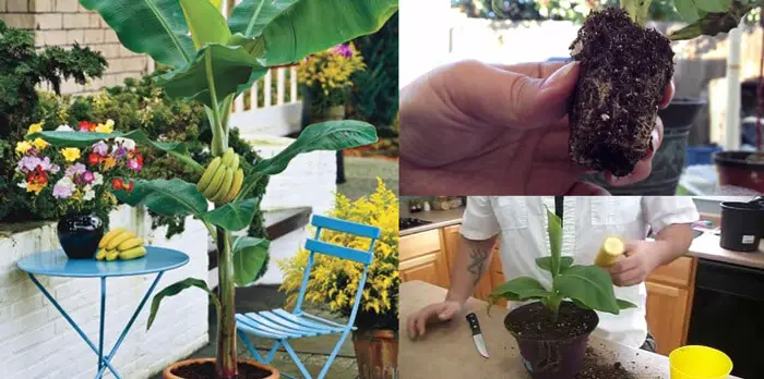 How to Grow Banana Trees in Pots