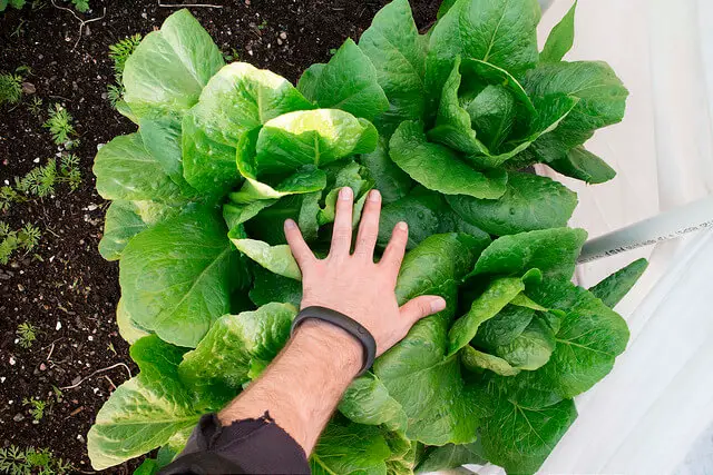 6 Tips for Growing Lettuce
