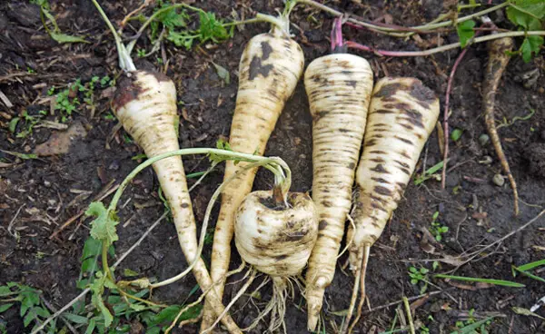 How to Grow Parsnips