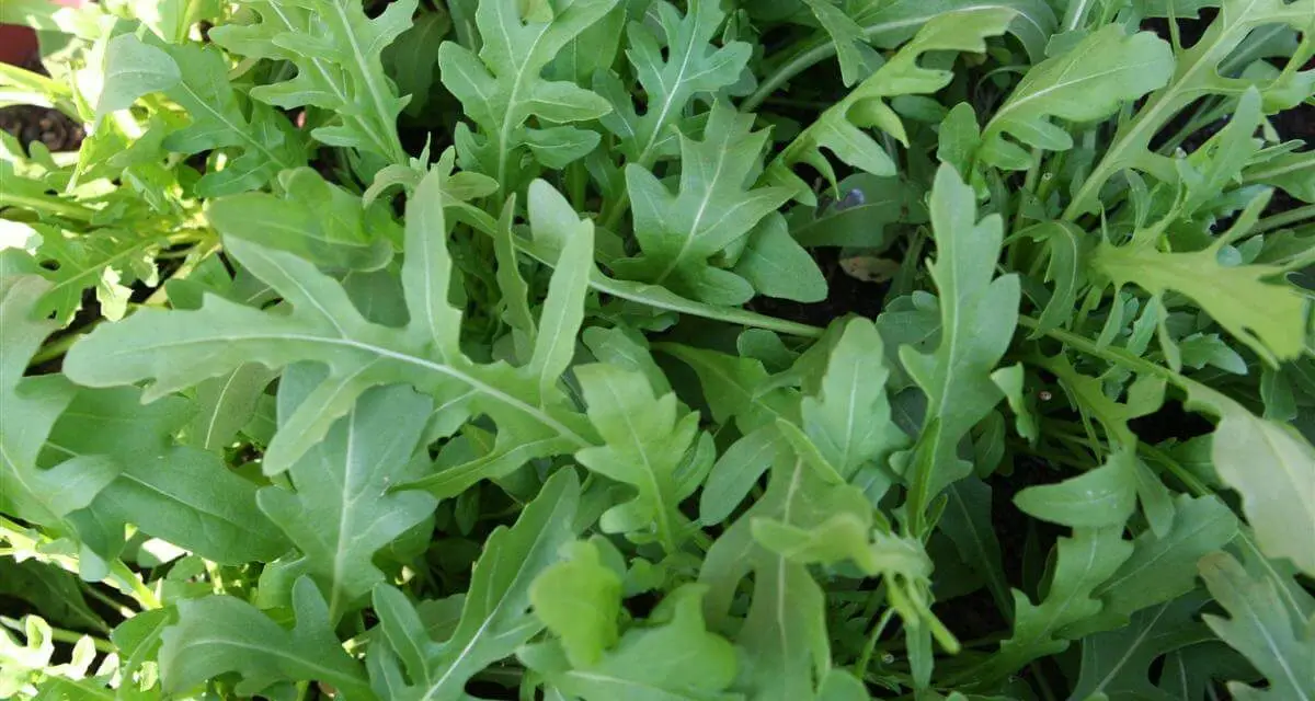 How to Grow Arugula in Pots or in Your Garden