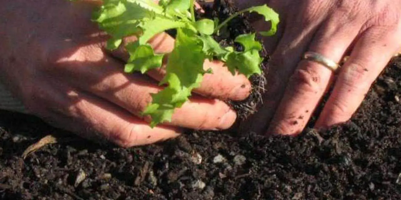 How to Grow Endive and Escarole