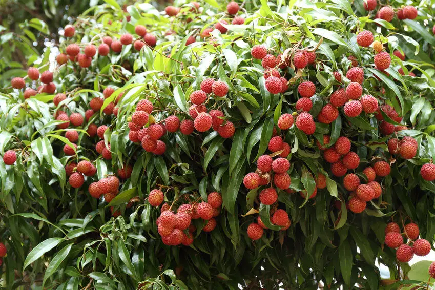 How to Grow Lychee From Seed