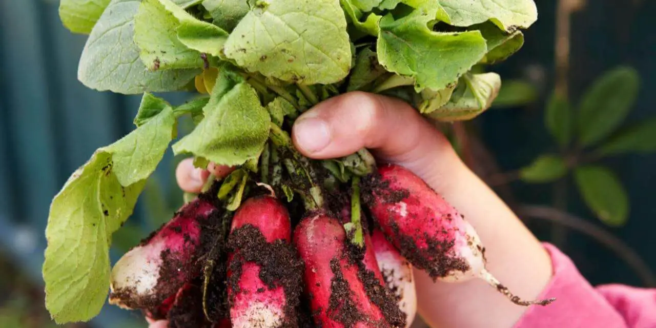 What to Plant in September: A Guide to Planting & Growing Vegetables in the Fall