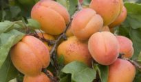 How to Grow an Apricot Tree From a Seed