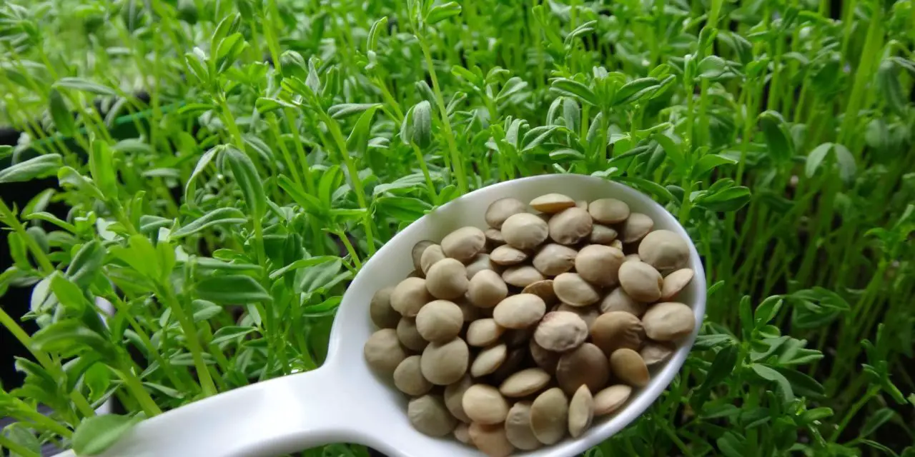How to Grow Lentils: A Guide To Growing Lentils