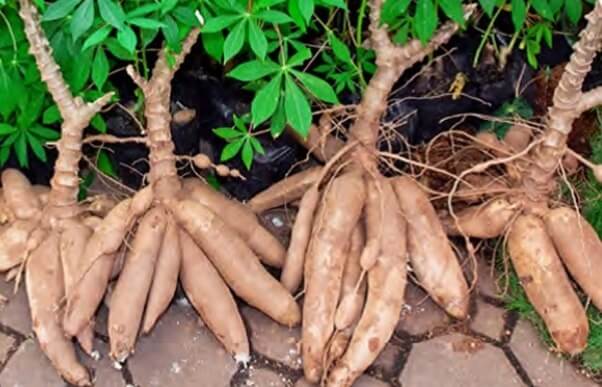 How to Grow Cassava, Also Known As Yuca