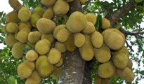 How to Grow Jackfruit From Seed