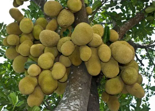 How to Grow Jackfruit From Seed
