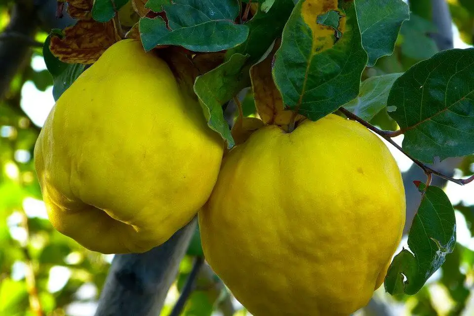 How to Grow Quince Trees