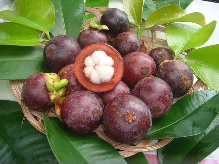 How to Grow Mangosteen Trees