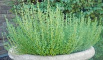 How to Grow Thyme