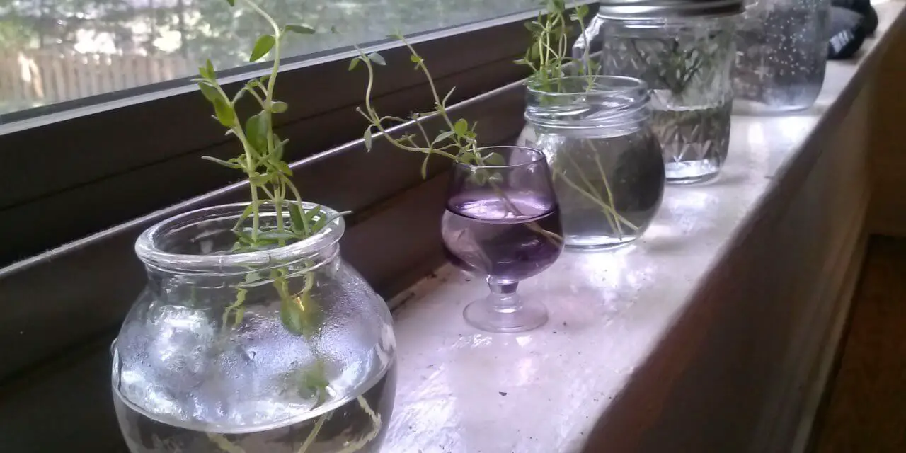 7 Herbs That Grow in Water