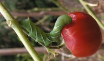 5 Ways to Get Rid of Tomato Hornworms