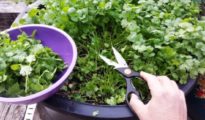 6 Tips for Growing Cilantro