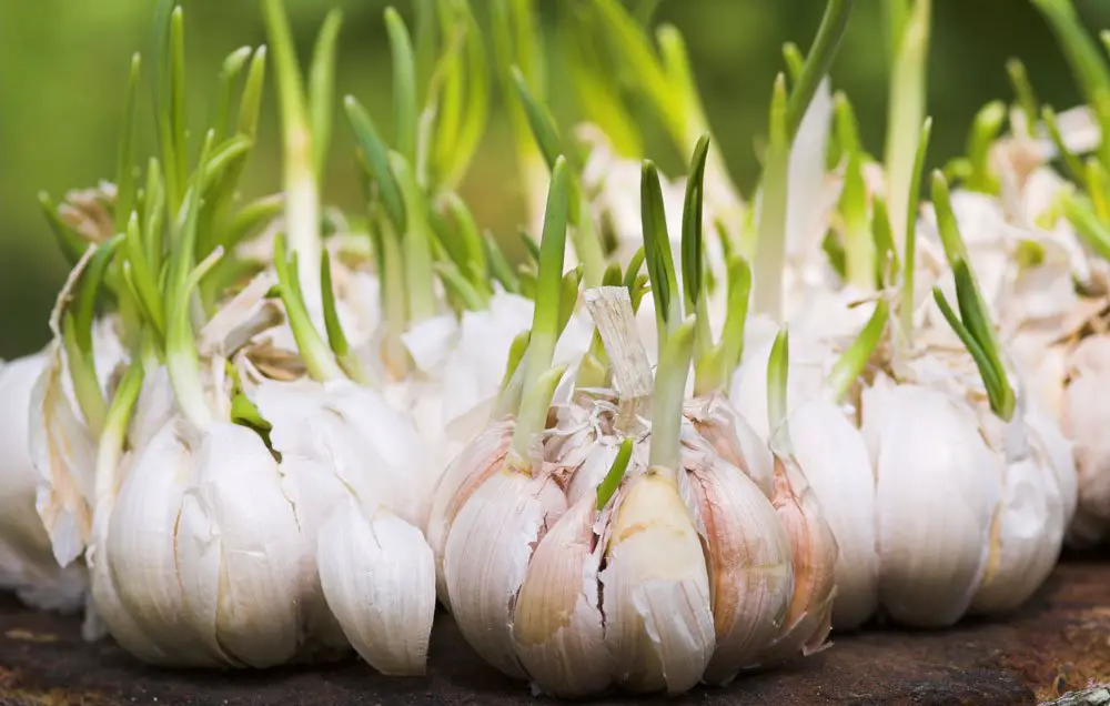 6 Garlic Growing Tips From the Pros